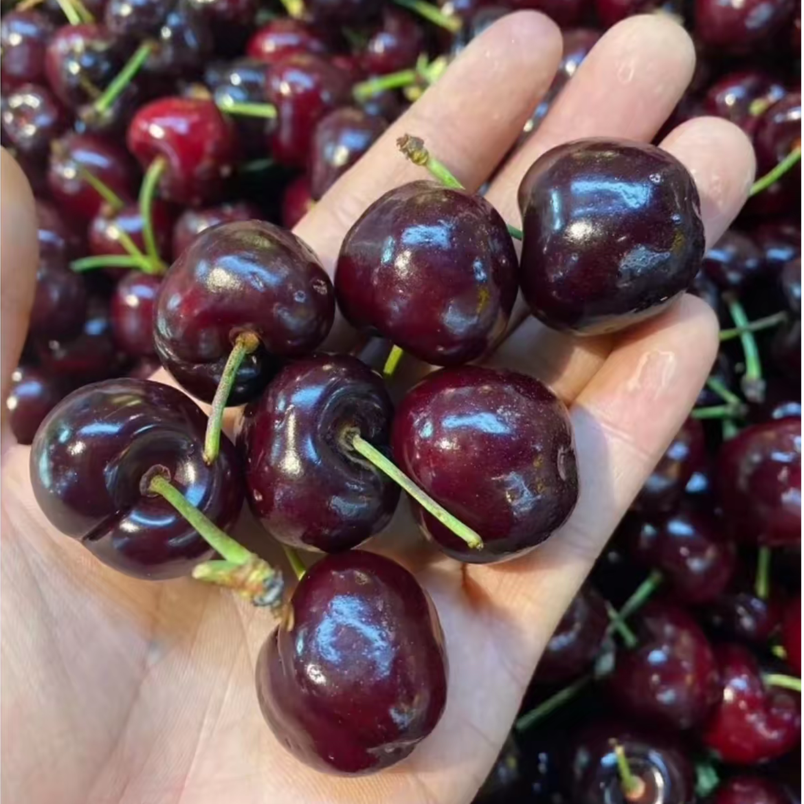 JD-2JD智利海运桑提娜车厘子2斤内附果径卡