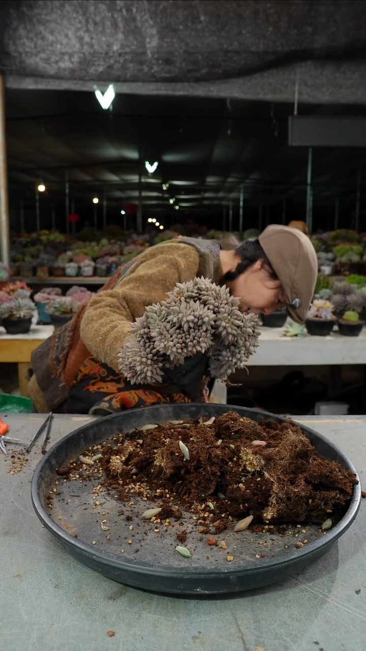 杉**道08号红蜻蜓缀