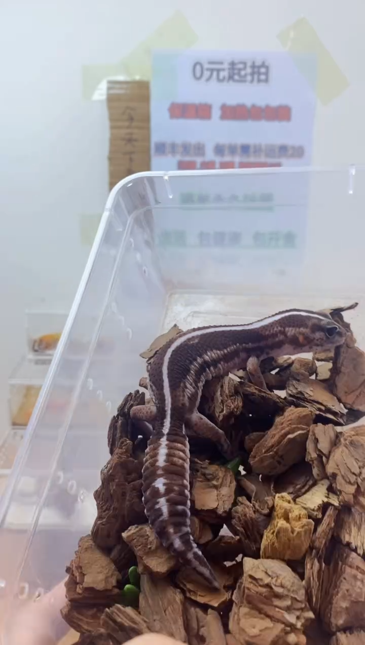 豹纹守宫豹纹守宫幼苗亚成体成体肥尾