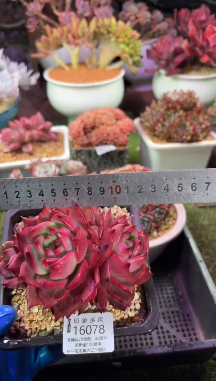 【闪购商品】16078