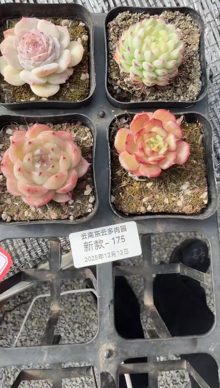 东云多肉园新款-175