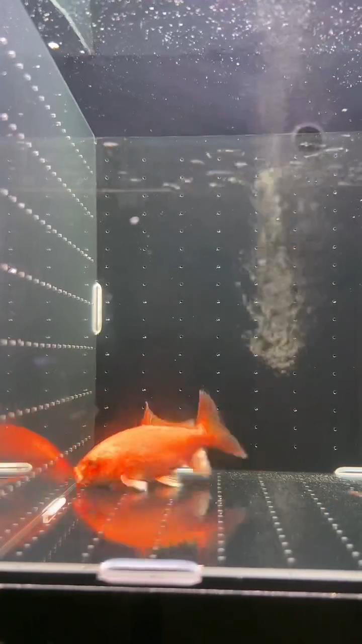 蝴蝶鲤鱼普身精品蝴蝶鲤链接02