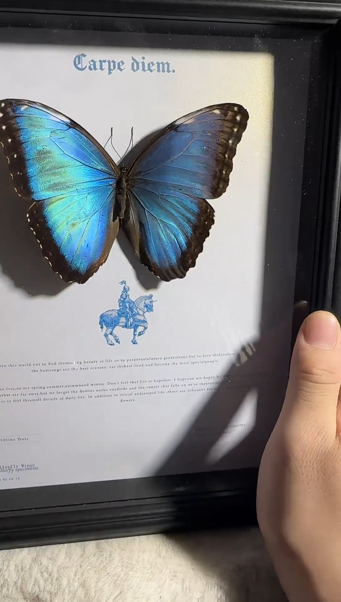 有机玻璃蓓蕾闪蝶微瑕    