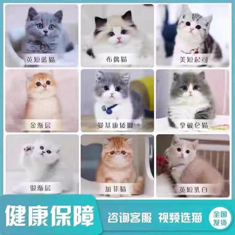 全品类布偶金渐层蓝金缅因等宠物猫（直播间一对一挑选）