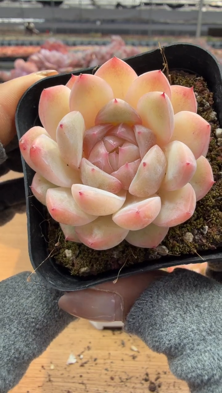 东云多肉园二店-173