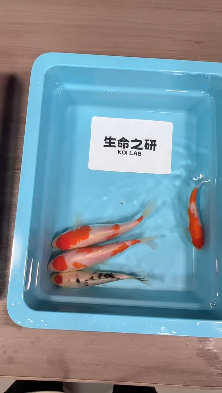 锦鲤坂井血统小当岁