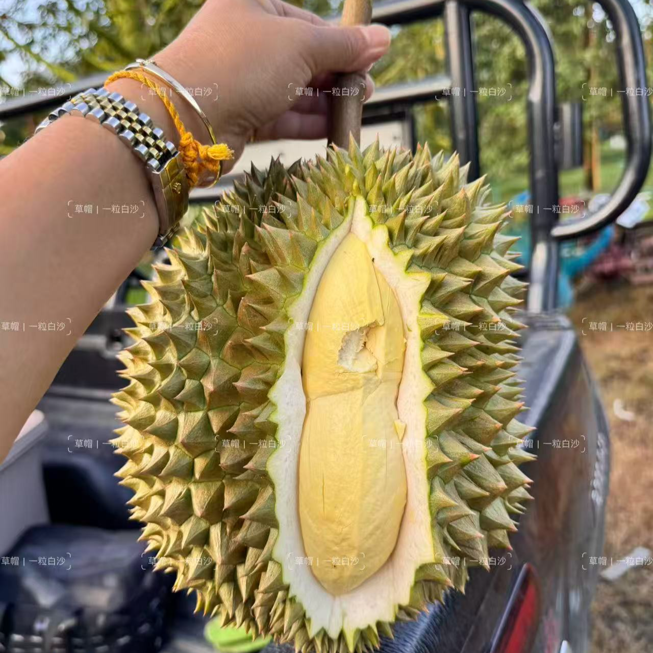 草帽A果 | 一物一拍 | 泰国金枕自然树熟 保4房【顺丰包邮】