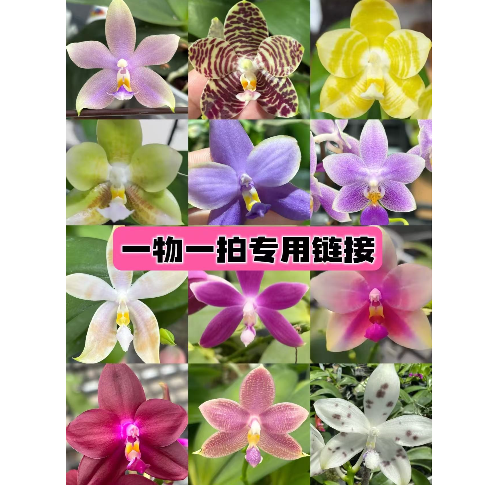 蝴蝶兰   流苏蝴蝶    2.5寸 苗  微瑕少根