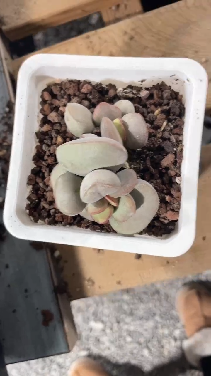 【闪购商品】十方红蛋多肉