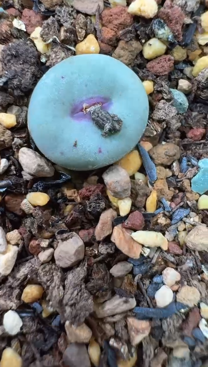 开***家28-393多肉植物肉锥427