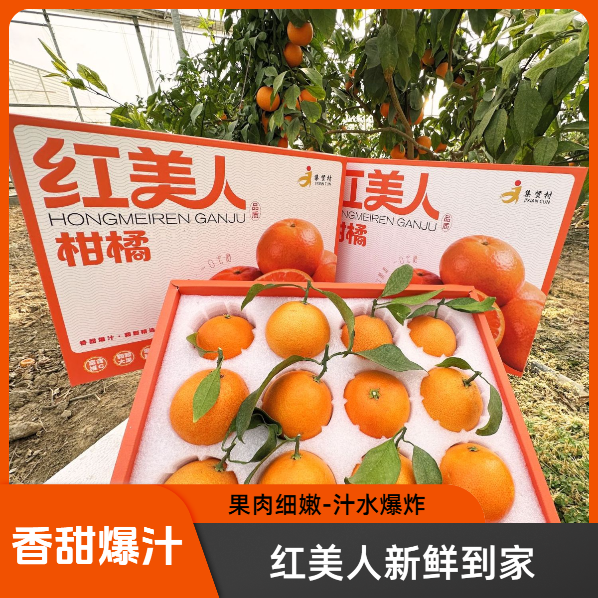 （元旦实惠装）奉城集贤村-红美人-肉嫩爆汁-小果更诱人(现采现发）