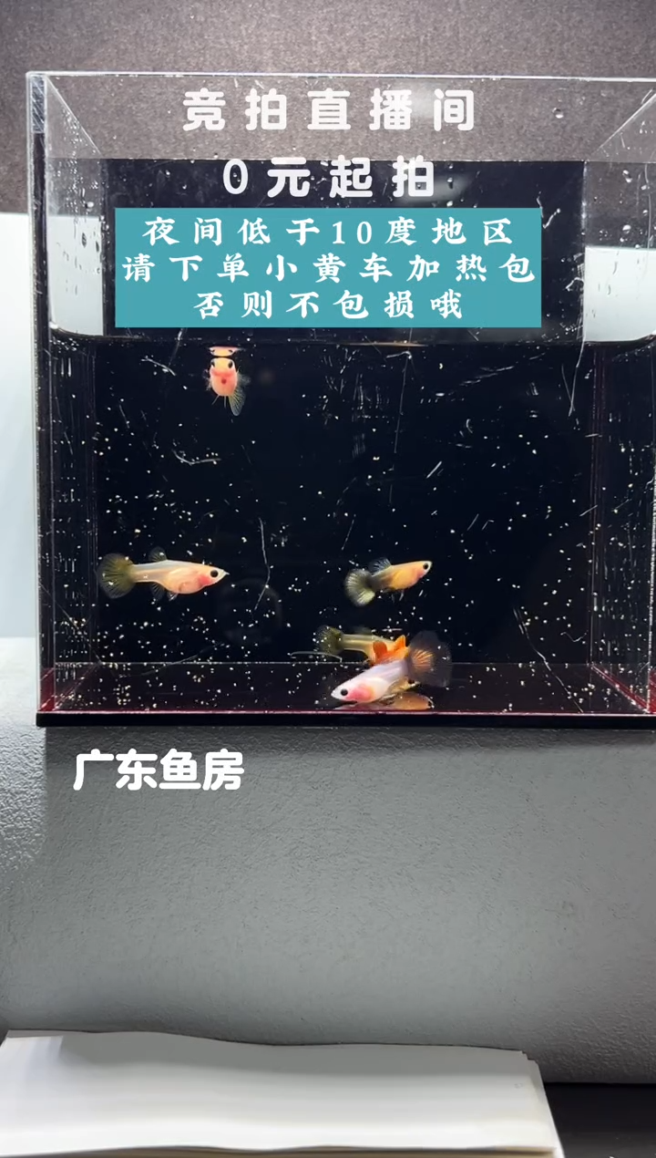 孔雀鱼杂袍玻璃猫三对编号09