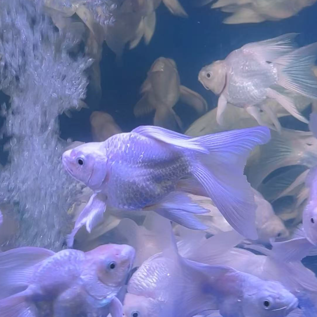 白短球17-19精品蝴蝶鲤大鳍大尾好养耐活