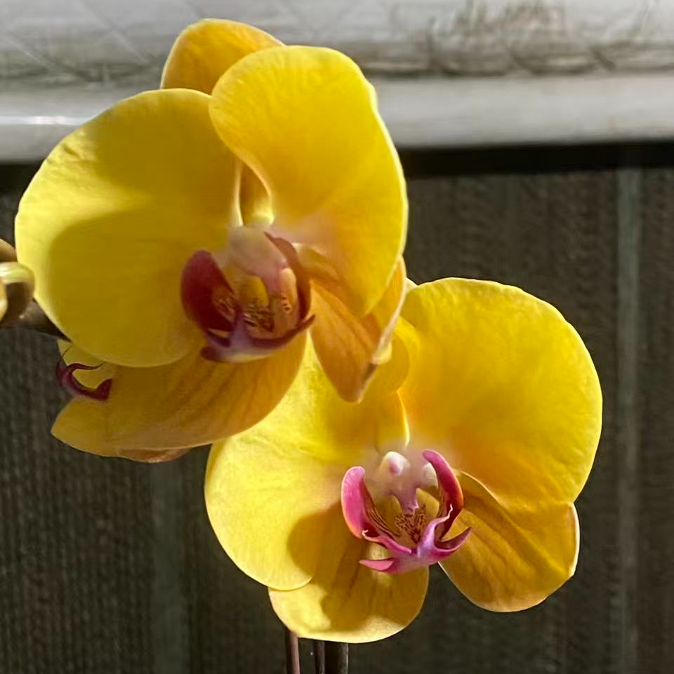 【黄金万两】3.5寸杯双花剑带花带花苞高品质精品蝴蝶兰