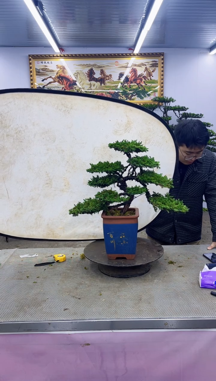 【闪购商品】八斗松/松类活物造型盆景，以直播间截图为啊啊啊