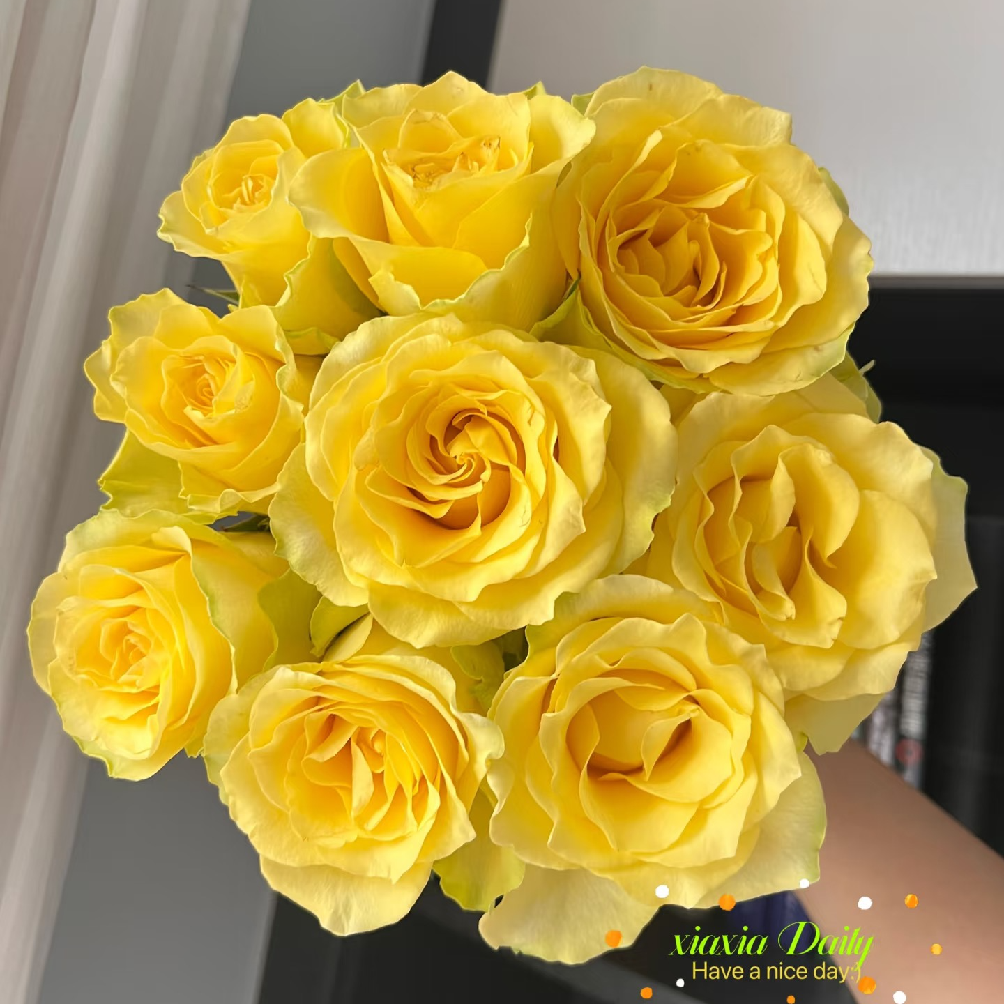 A级黄色系稀有玫瑰【浪漫沙滩】