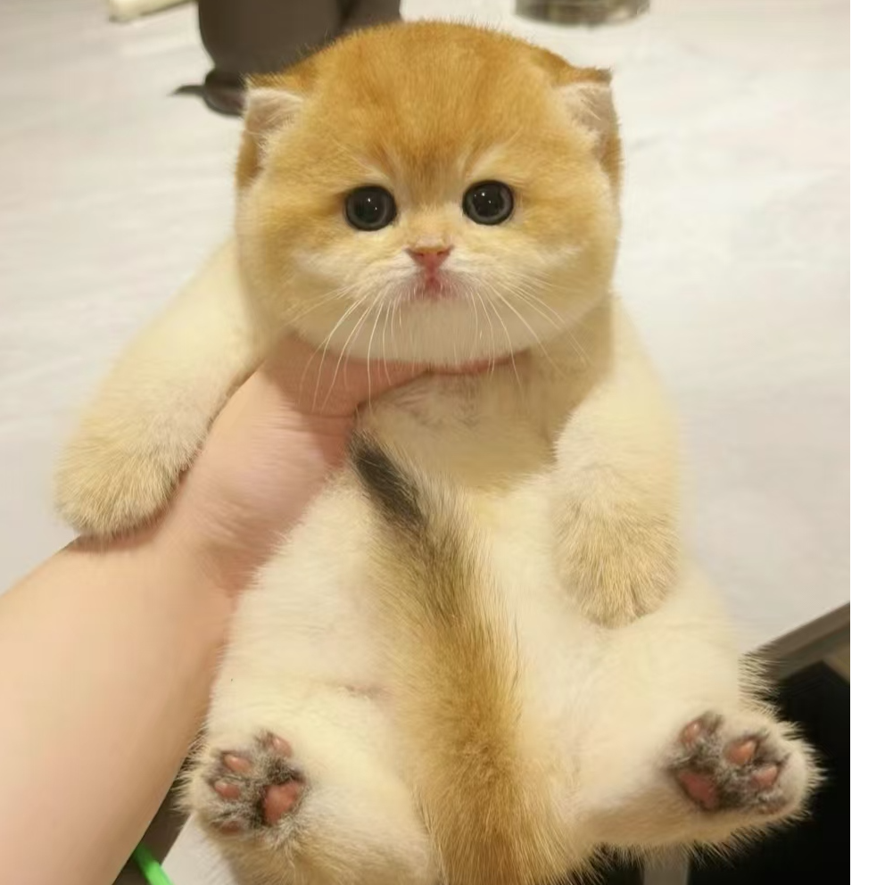 幼崽成年大脸猫活体