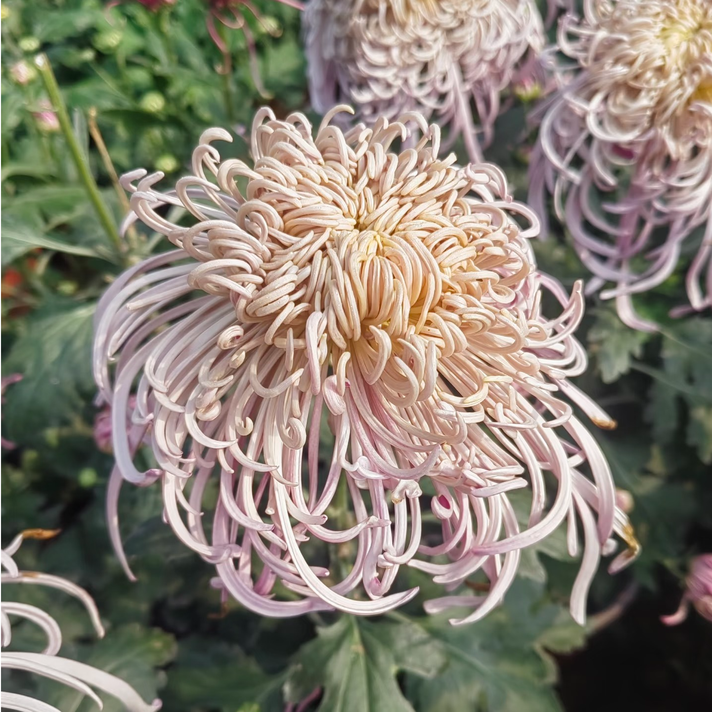 银龙狂舞 菊花大花耐寒露天