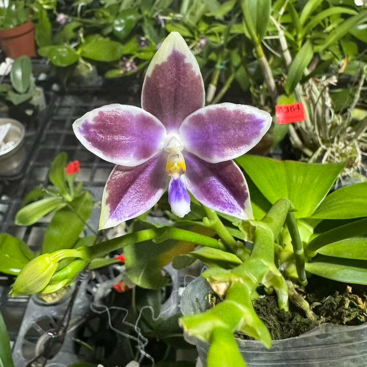 王子837 （2.5）有叶损，轻微空根（实生）