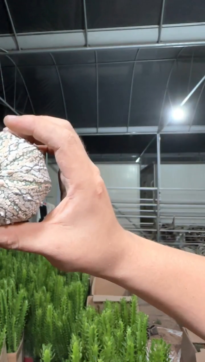 实生根 超浓白兜 6-8cm