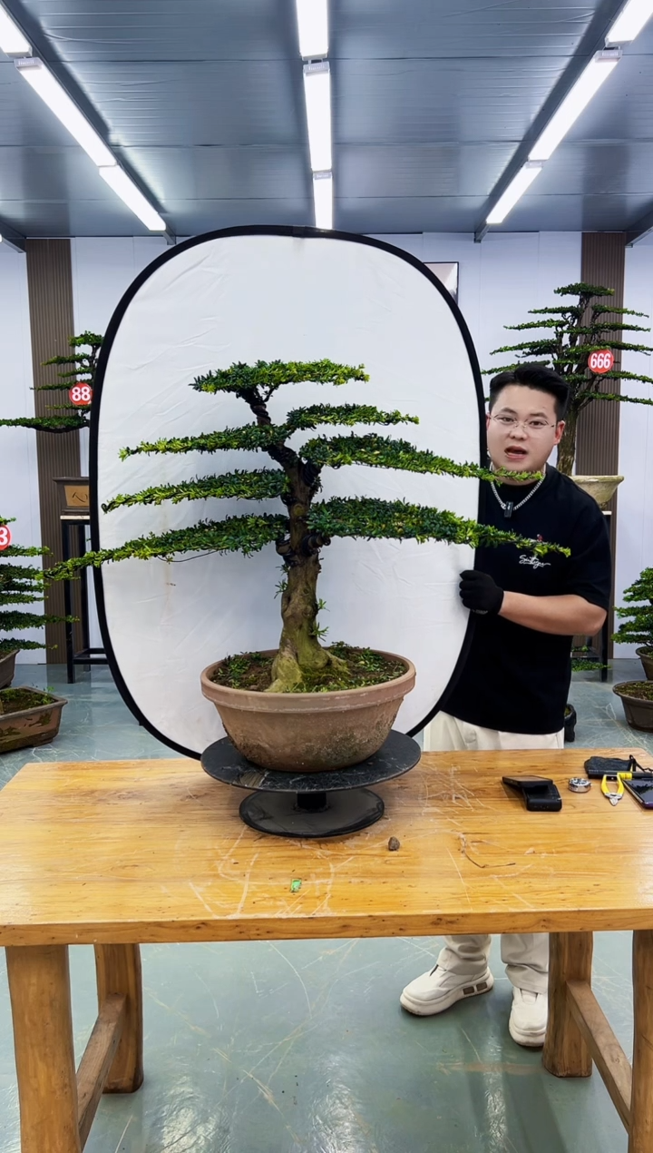 无花朵红芽罗汉松