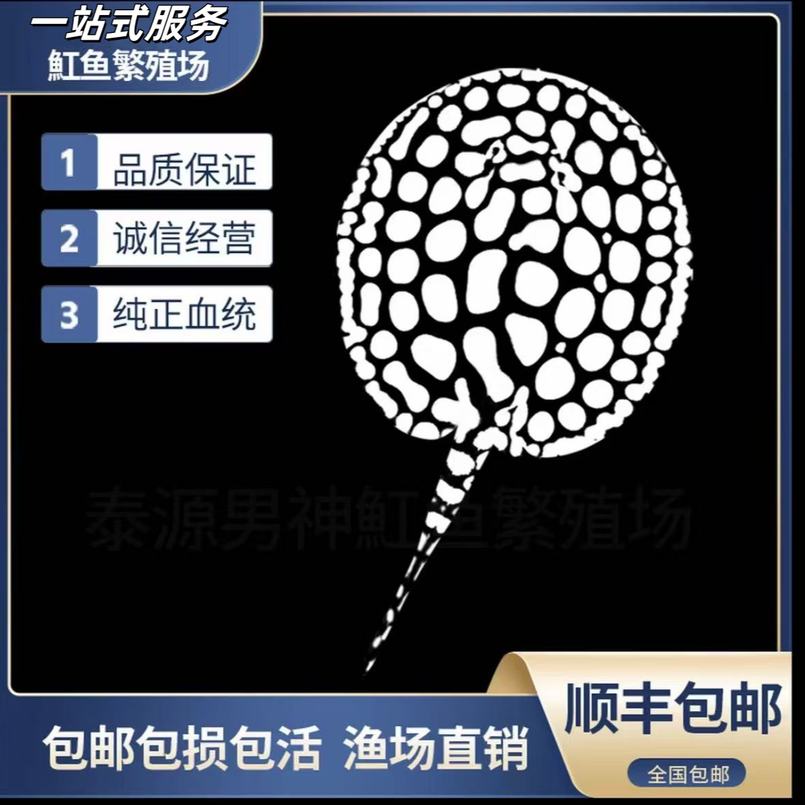 【直播专享】热销魟鱼活体黑白皇冠观赏鱼