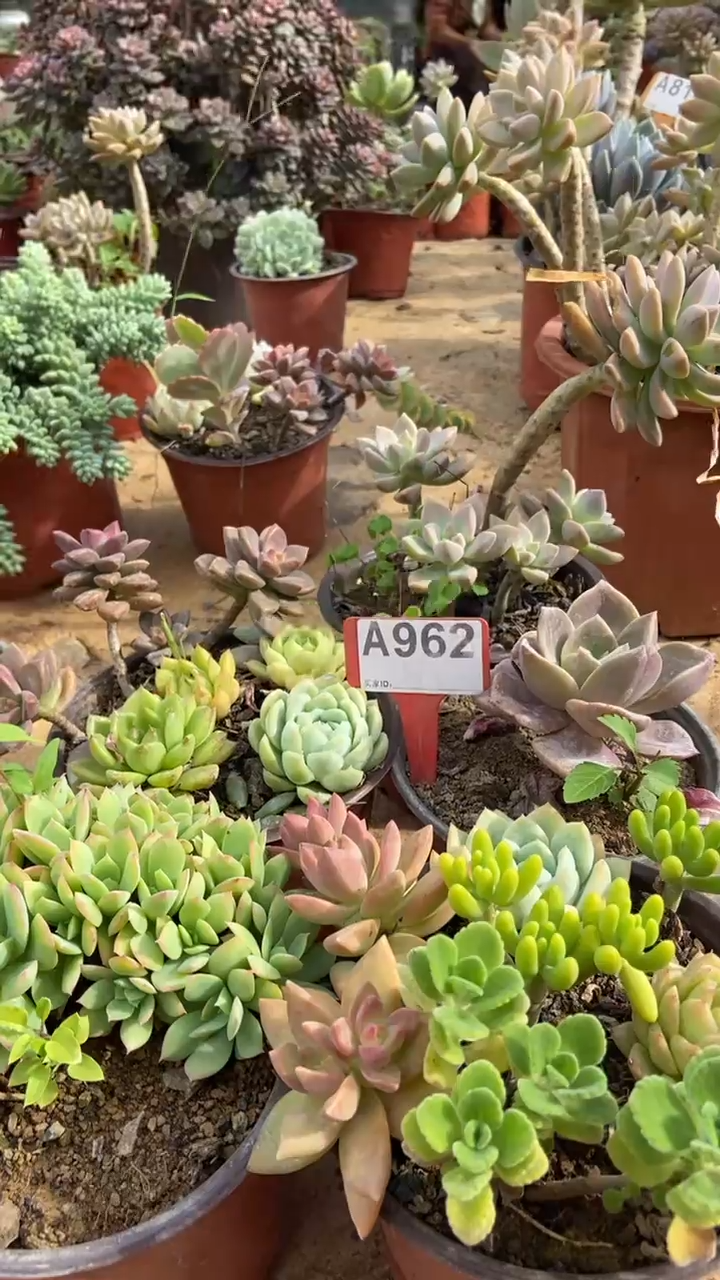 A962多肉组合默认脱土发货