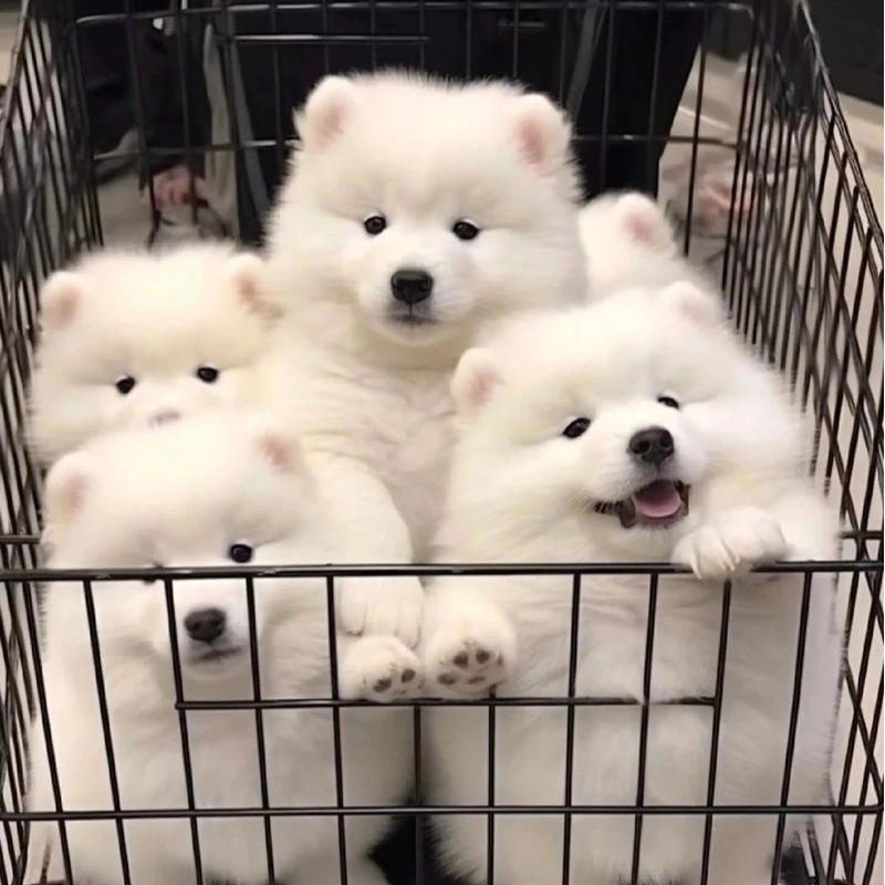 真宠物狗狗活体萨摩耶黑白边牧金毛拉布拉多