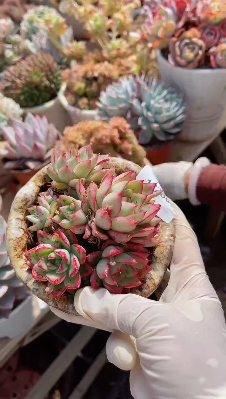 【闪购商品】12282