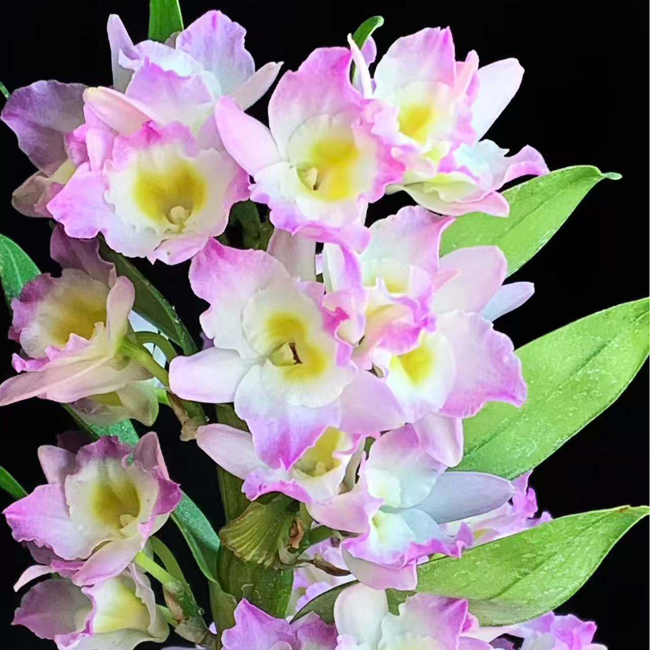 春石斛 甜心公主 室内高端绿植带花苞原盆原土发货