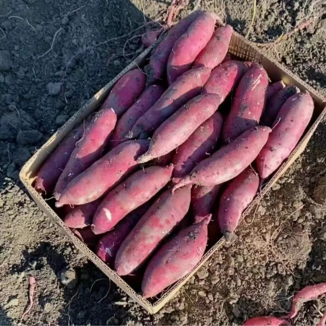 天津红瑶蜜薯正宗岳龙红瑶红薯糖心红薯地瓜新鲜农家沙地烤薯特甜