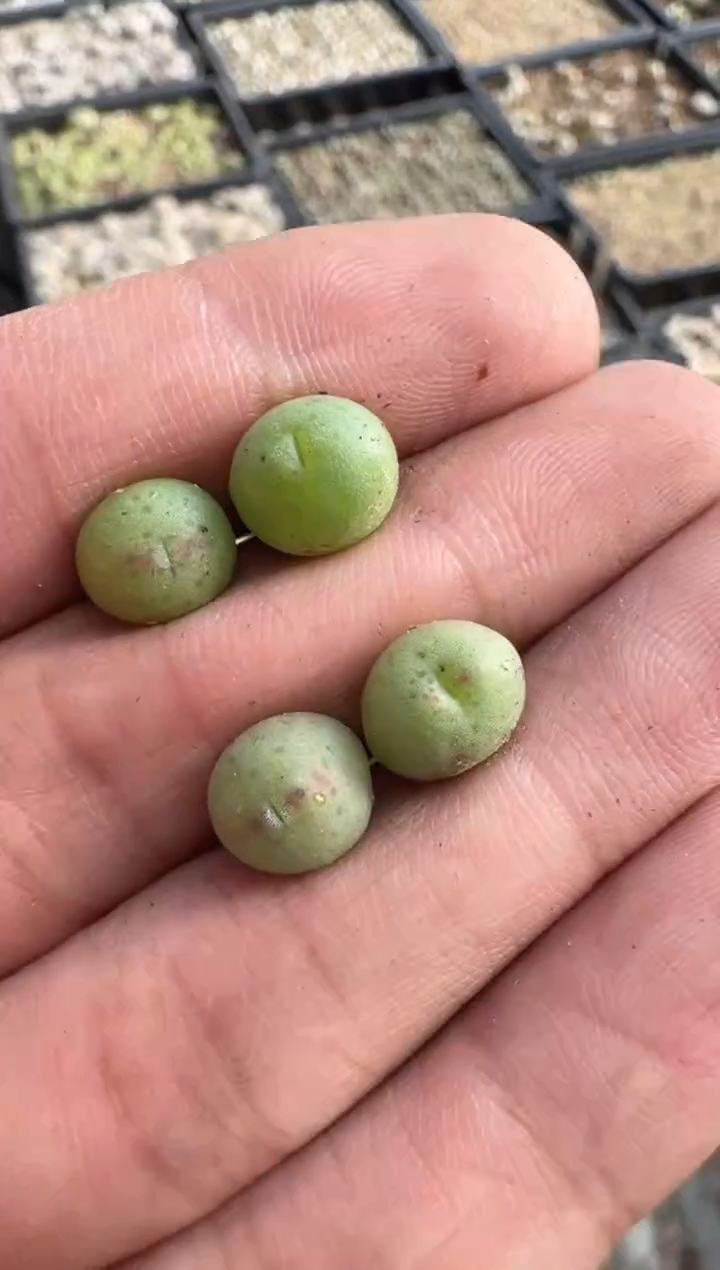 【天津专属】114多肉植物肉锥sh458皮卡丘一颗