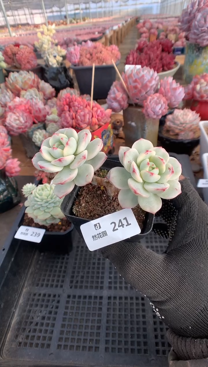 241香草锦多肉植物一物一拍有砍