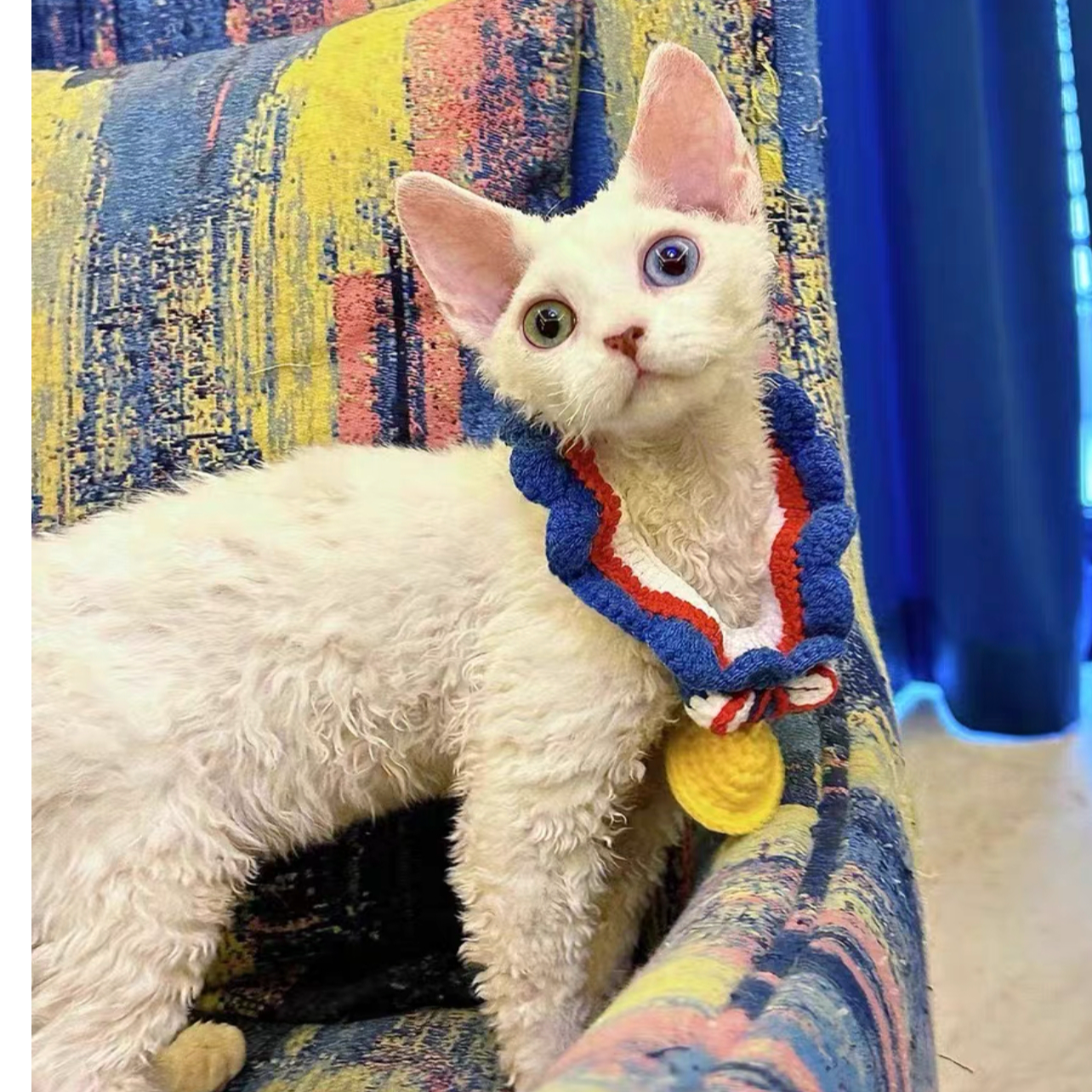 德文卷毛猫阿比西尼亚猫咪猫咪直播间