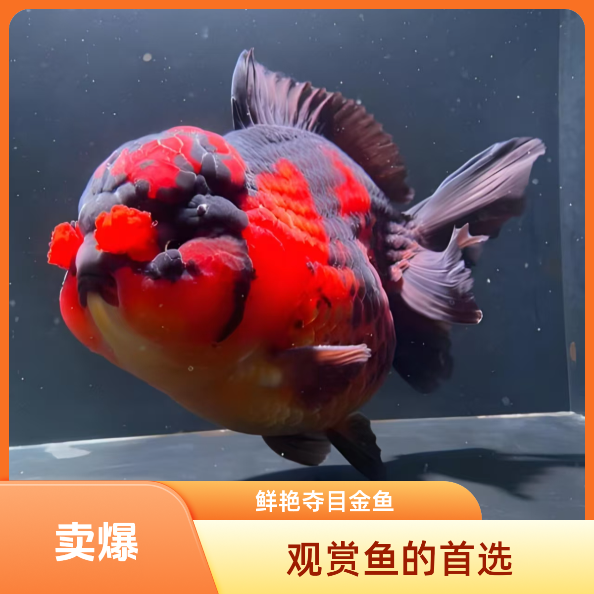 精品泰狮将军百褶金鱼冷水耐活观赏招财直播间搭配链接