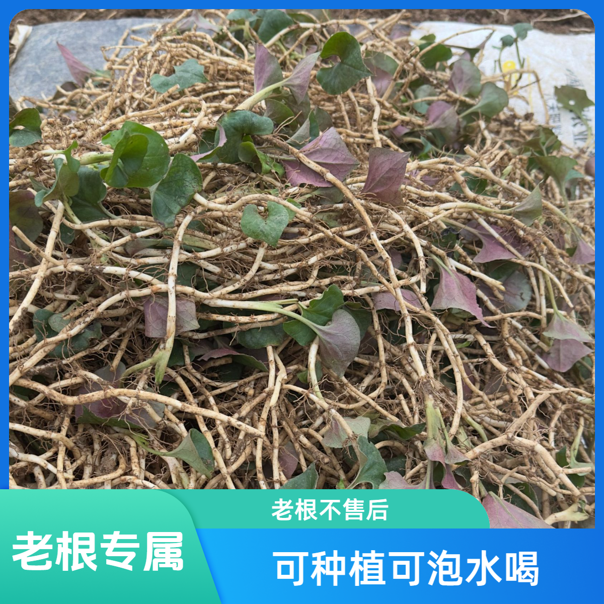 （老根链接）不建议食用可种植可泡水喝，贵州折耳根鱼腥草