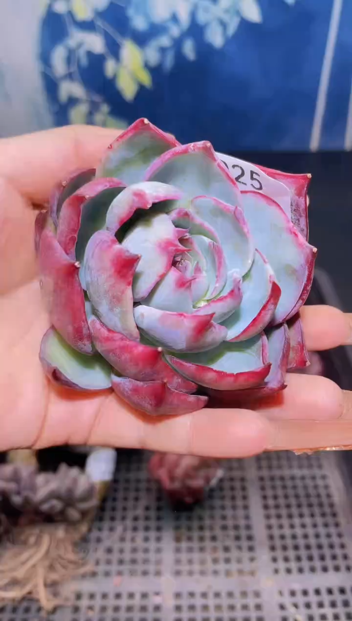 【闪购商品】025惊鸿仙子多肉