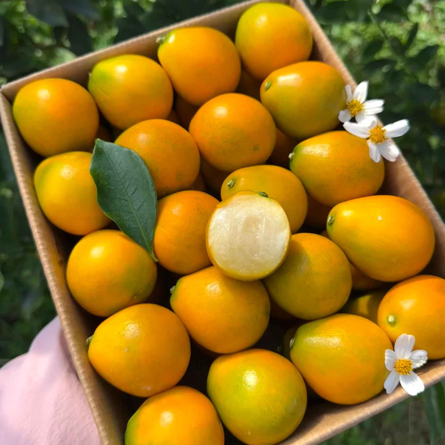 广西脆蜜金桔 现摘现发 新鲜水果纯甜无酸带皮吃