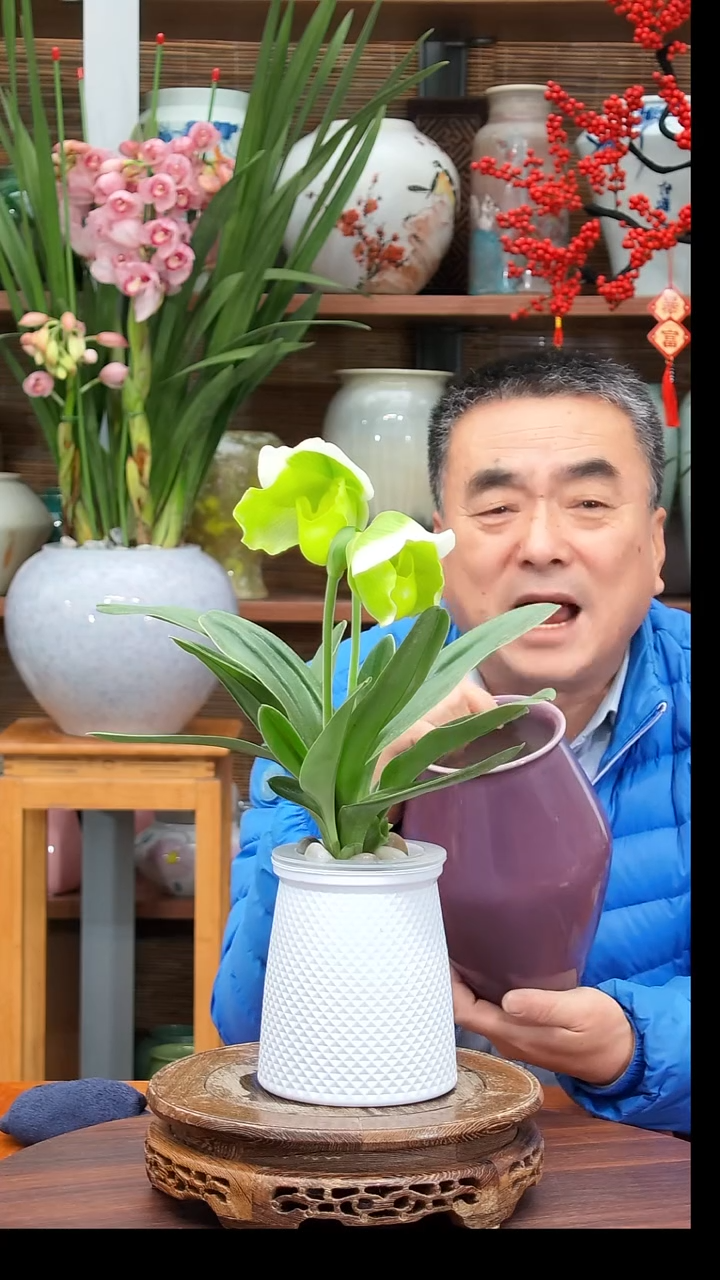 无花朵石*水之韵水培兜兰不带瓶