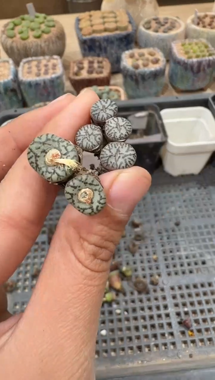30-229多肉植物肉锥