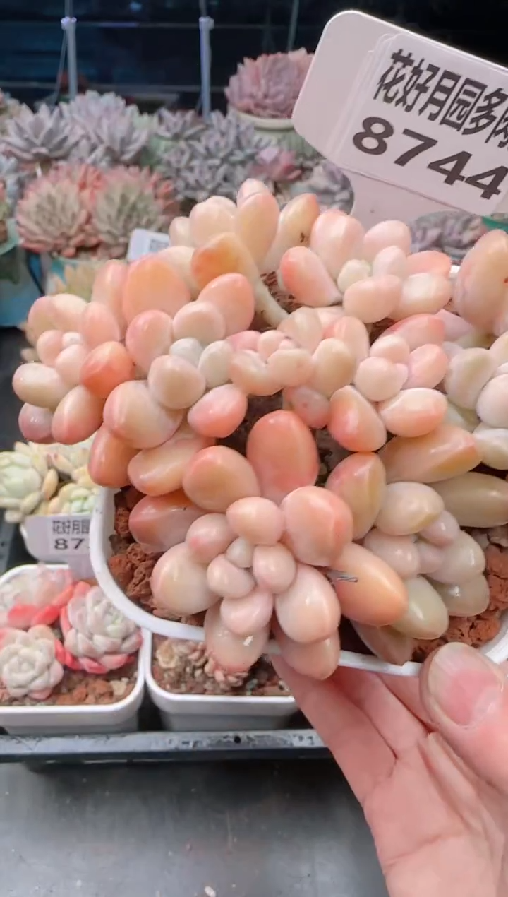 【闪购商品】8744香玉