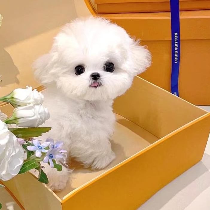 【唯宠&比熊犬舍C】比熊宠物活体萌宠小狗活体小型犬