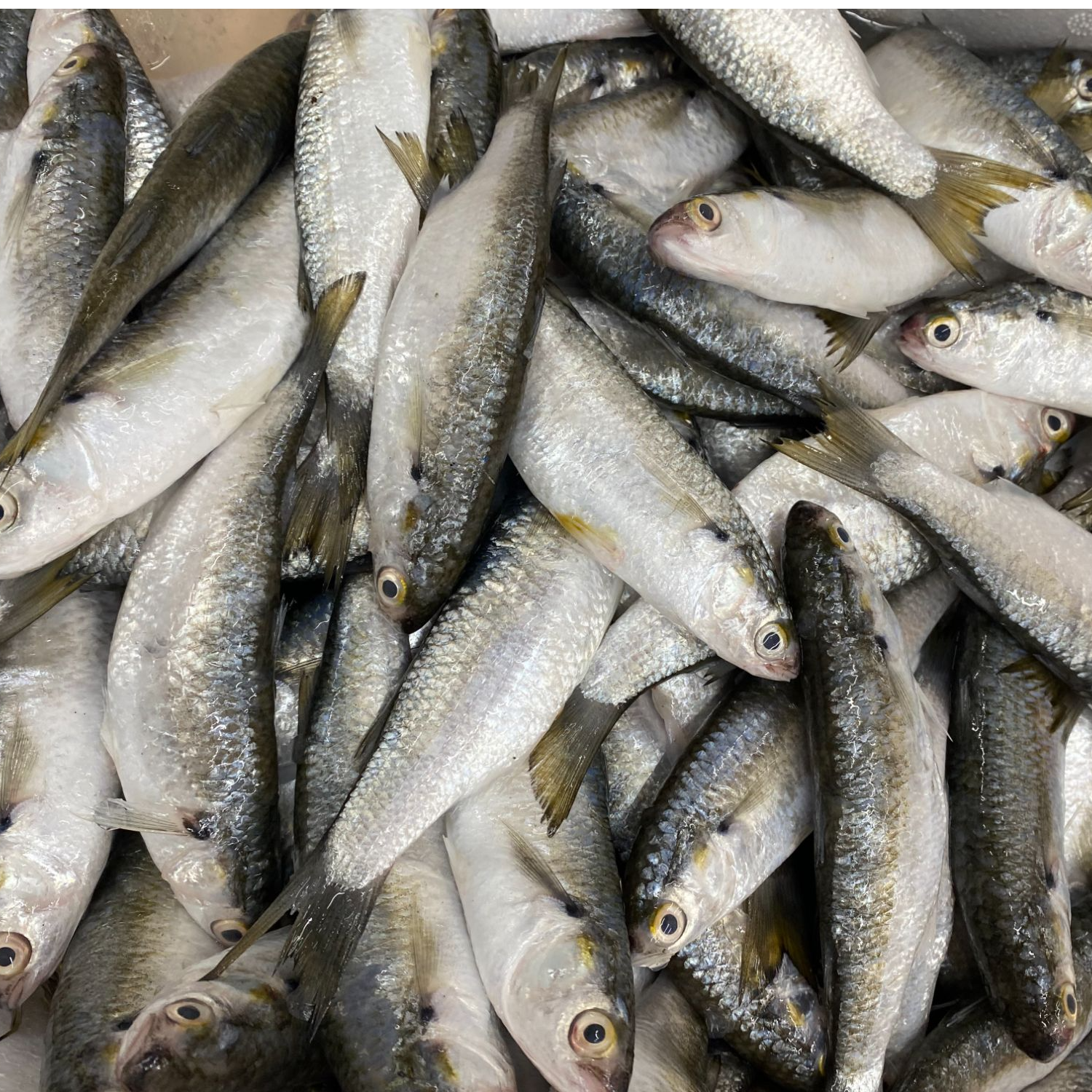 湛江海捕虫鱼 显鱼 白条鱼 顺丰速冻发货 新鲜海鱼