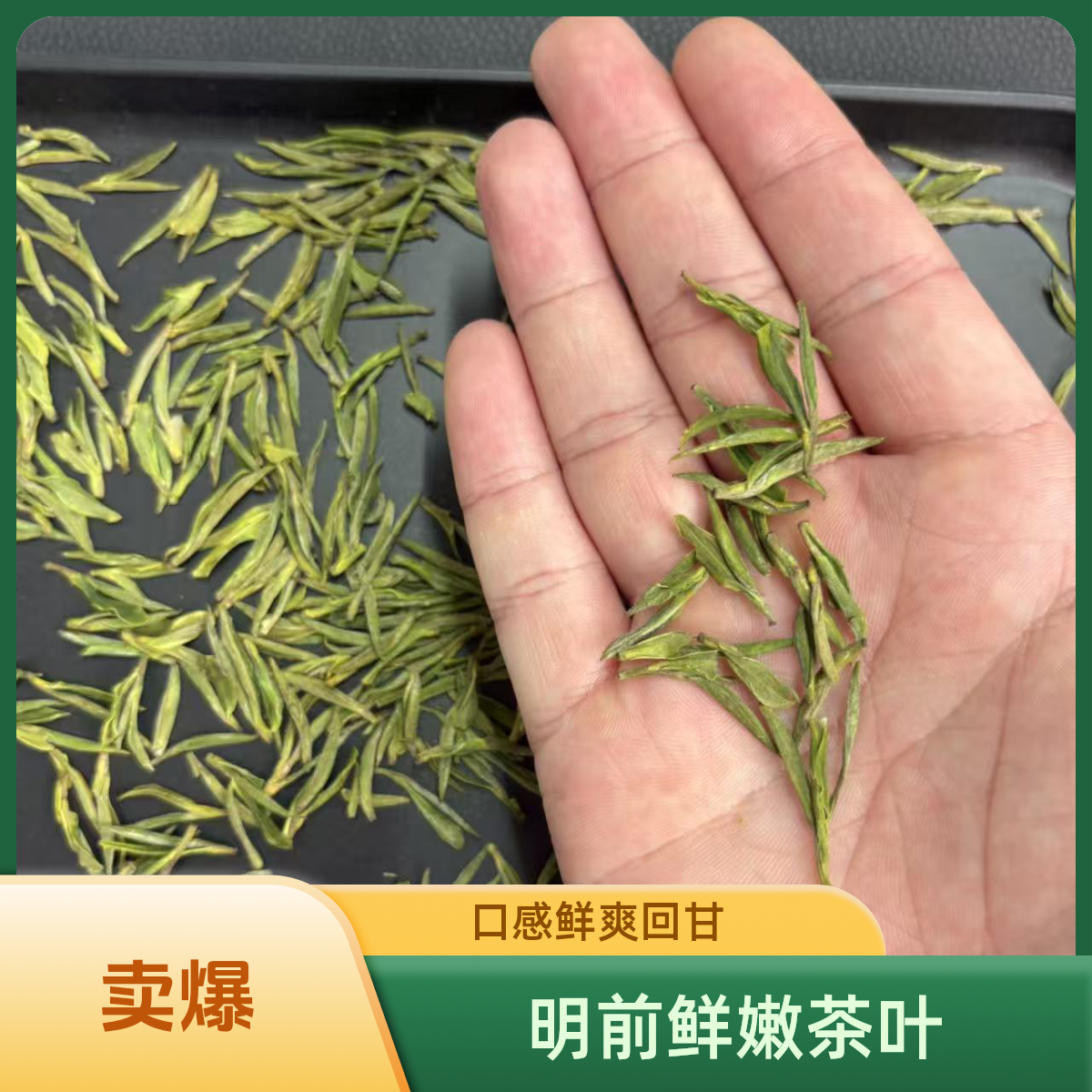 开园小米芽新茶春茶明前溪龙安吉白茶高山绿茶叶头采兰花香