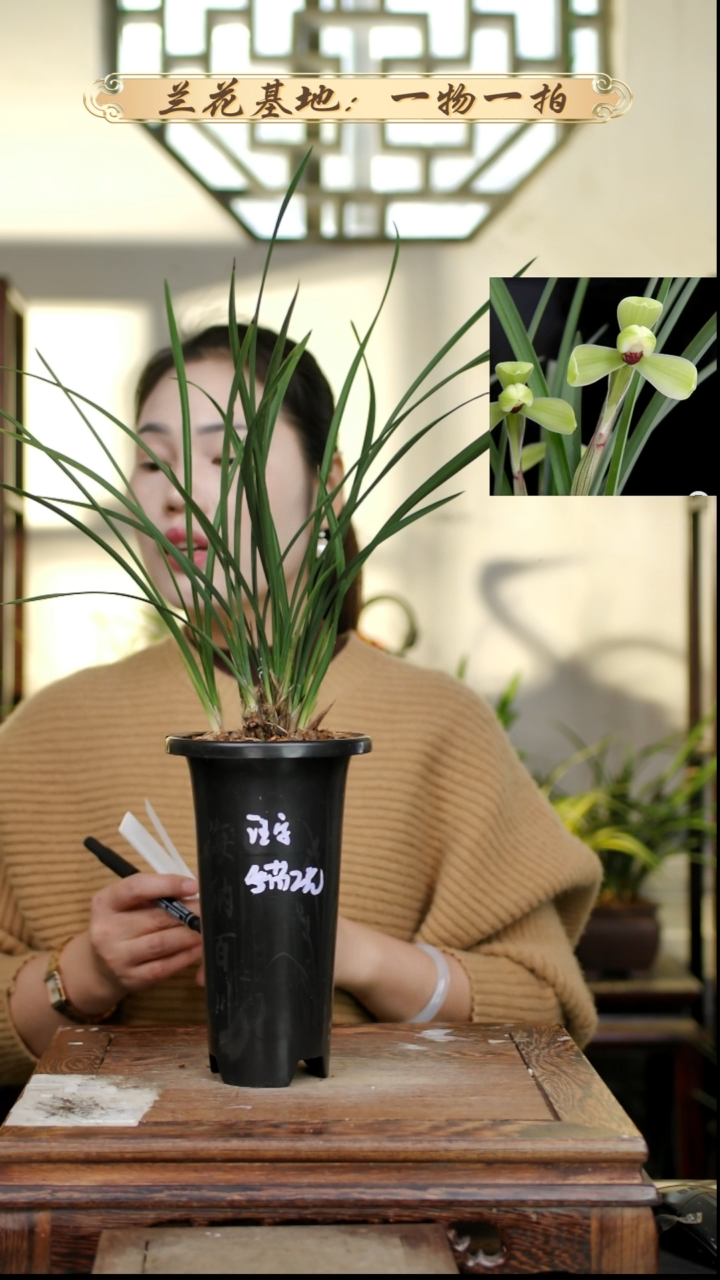 完全开放春兰汪字