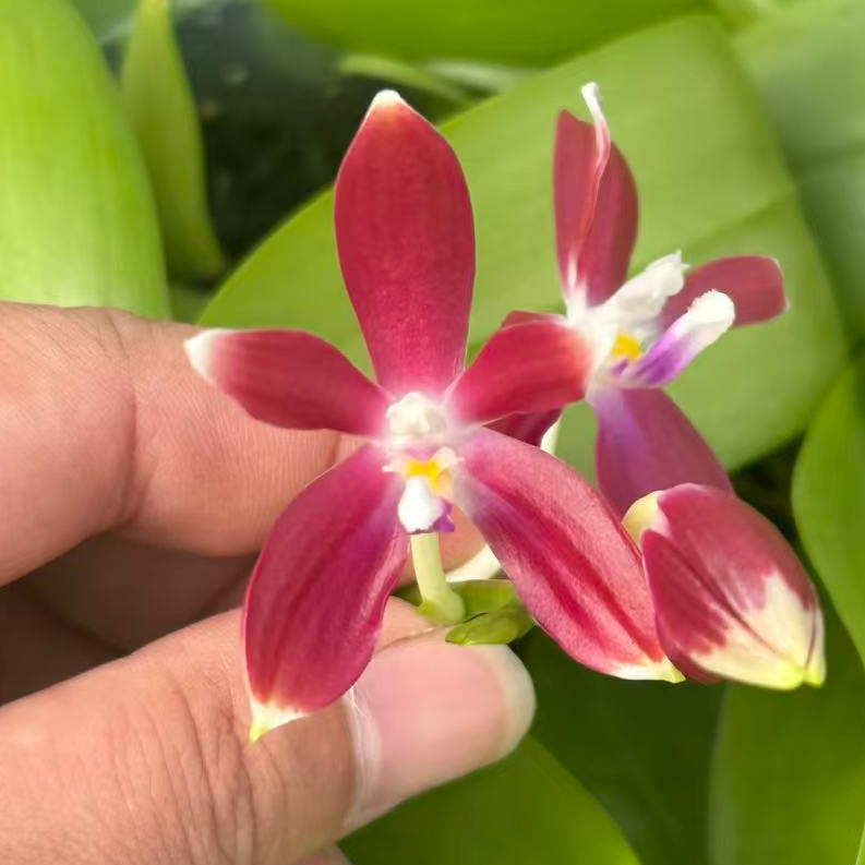 精品蝴蝶兰【红熊猫盾】原生种蝴蝶兰 趣味兰 好养易活