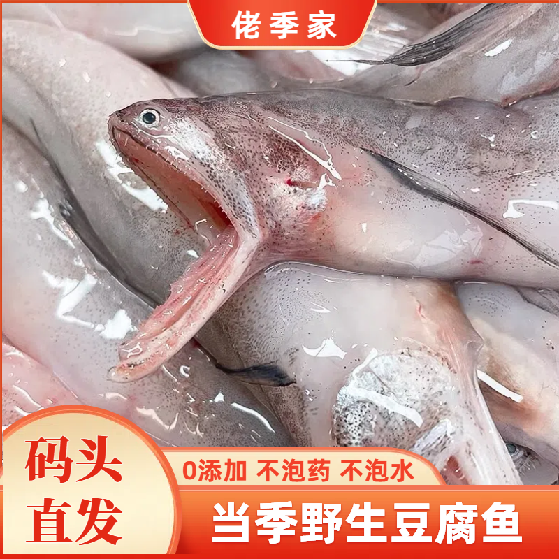 佬季家 当季新货鲜冻大号野生豆腐鱼  水鱼
