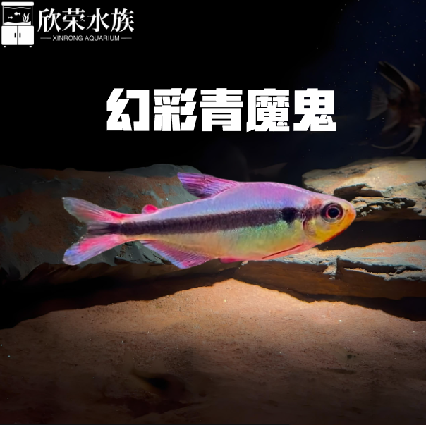 幻彩青魔鬼灯鱼南美观赏热带鱼皇室青魔鬼高端草缸小型群游灯鱼