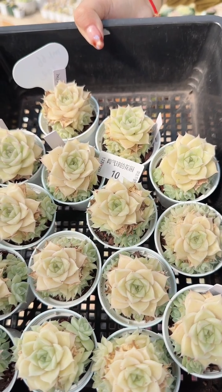 1212-10m166多肉量拍任意发一颗群生不包整