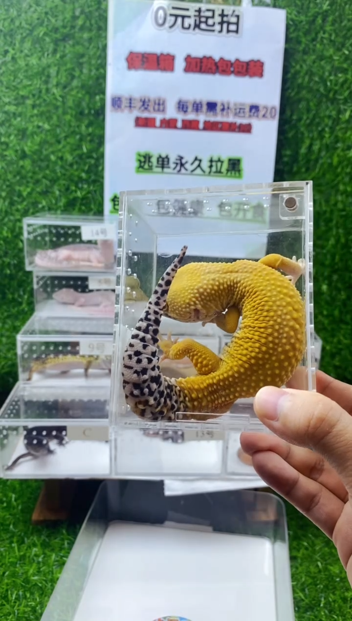 豹纹守宫豹纹守宫母